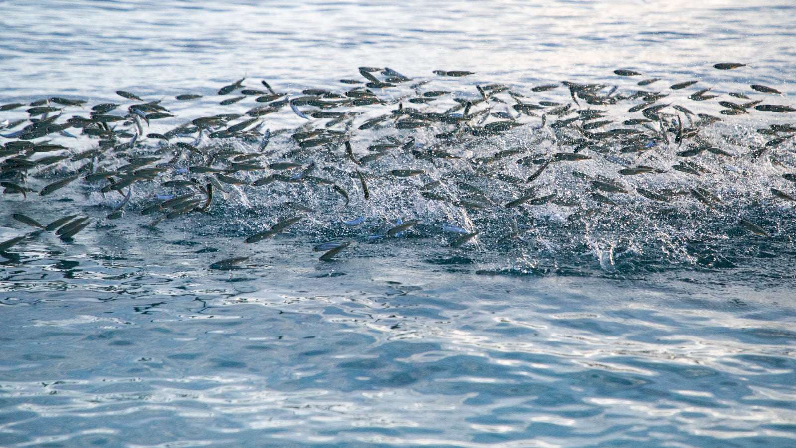 Wild-Caught vs. Farm-Raised Marine Collagen